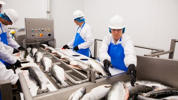 Morrisons-in-need-of-fish-workers-at-Grimsby